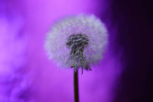Pluizige Paardebloem Glanzende Violette Magische Achtergrond — Stockfoto