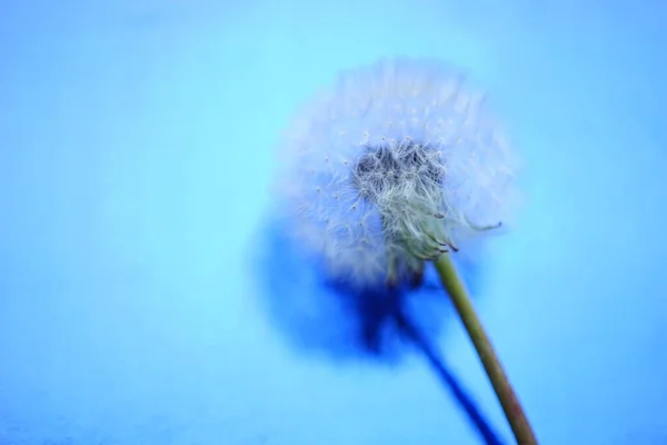 Pluizige Paardebloem Glanzend Blauwe Tafel — Stockfoto