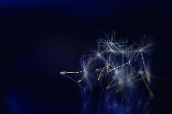 Fluffy Dandelion Sementes Flores Espaço Brilhante Azul Escuro — Fotografia de Stock