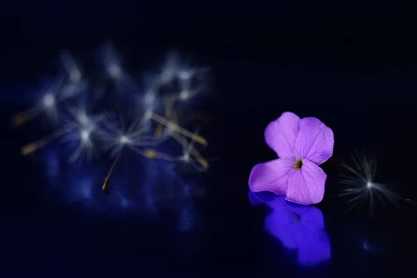 Tender Purple Flower Heap Fluffy Dandelion Seeds Dark Blue Shiny — 스톡 사진