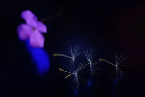 Fluffy Dandelion Seeds Purple Flower Dark Blue Shiny Space — 스톡 사진