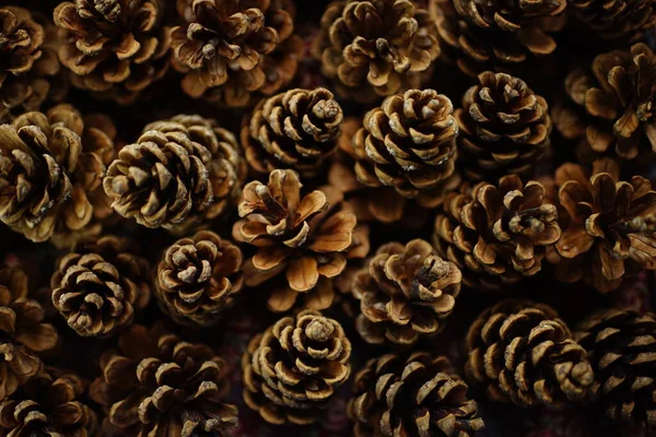 Natural Background Dry Brown Pine Cones — Foto de Stock