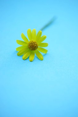 Small yellow fresh spring flower on a lovely blue table.