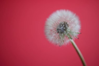 Kırmızı duvarda pofuduk karahindiba çiçeği, kopyalama alanı.