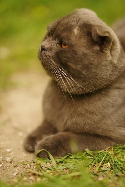 Portrait Breed Scottish Fold Gray Cat Garden Pets Rest Nature — Stockfoto