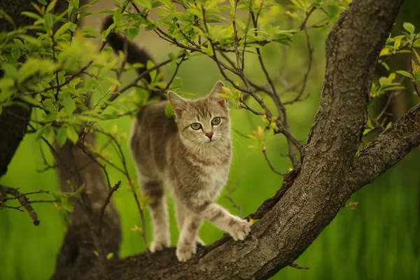 春の庭で美しいカメの猫が木の上を歩く — ストック写真