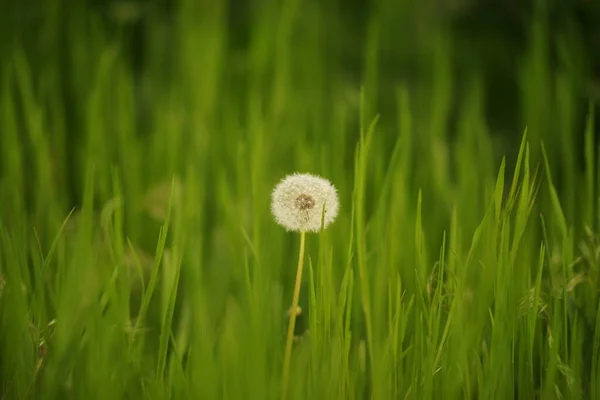 Весной Зеленой Траве Растет Один Пушистый Цветок Одуванчика — стоковое фото