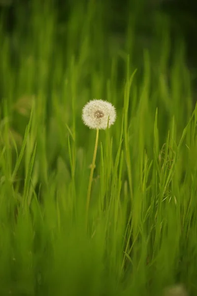 One Fluffy Dandelion Flower Grows Green Grass Spring Garden — Stok Foto