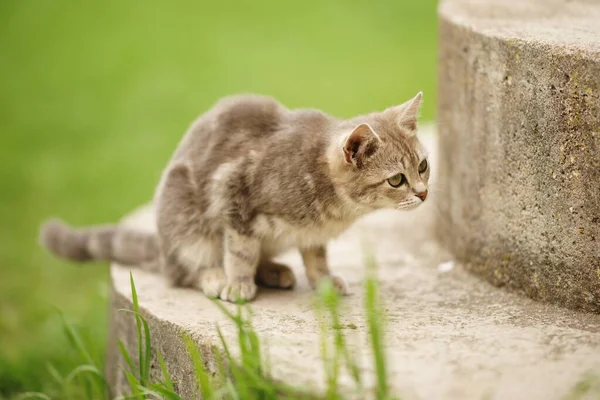 在春天的花园里 一只可爱的乌龟 地狱的猫坐在绿草间的台阶上 — 图库照片
