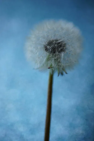 Fluffy Dandelion Flower Magical Blue Background Art Card — стоковое фото