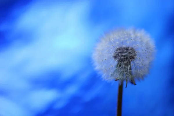 Fluffy Dandelion Flower Shiny Blue Background Copy Space — Zdjęcie stockowe