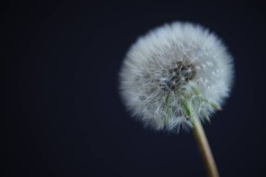 Siyah duvarda pofuduk karahindiba çiçeği, kopyalama alanı.