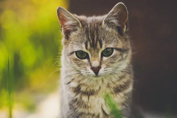 Härligt Marmorerat Grått Kattporträtt Vårträdgården — Stockfoto