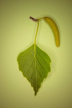 Masada yeşil yapraklı ve küpeli huş dalı.