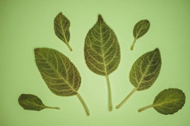 Yeşil masada elma ağacı yeşil yaprakları var. Çiçekli sanat kartı.