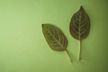 Yeşil masada iki elma ağacı yeşili yaprağı. Kopya alanı olan çiçek kartı.