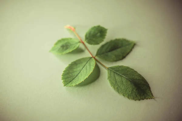 Masanın Üzerinde Yeşil Yapraklar Olan Gül Dalları — Stok fotoğraf
