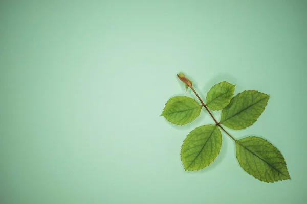 Soluk Yeşil Masada Yeşil Yaprakları Olan Gül Çalısı Dalları Kopya — Stok fotoğraf