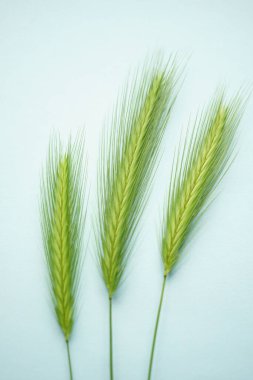 Mavi masada üç yeşil otlu yaz bitkisel çiçek kompozisyonu. Sanat kartı. Üst görünüm.