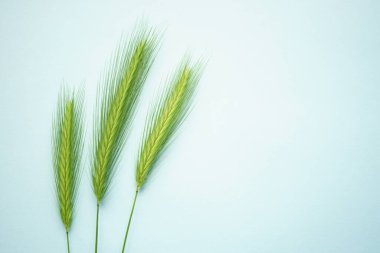 Mavi masada üç yeşil otlu yaz bitkisel çiçek kompozisyonu. Sanat kartı. Üst Manzara. Boşluğu kopyala.