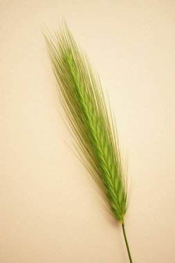 Kahverengi masadaki yeşil otlu yaz bitkisi kompozisyonu. Sanat kartı.