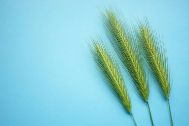 Canlı mavi masa üzerinde üç yeşil bitki içeren yaz bitkisel çiçek kompozisyonu. Sanat kartı. Üst Manzara. Boşluğu kopyala.