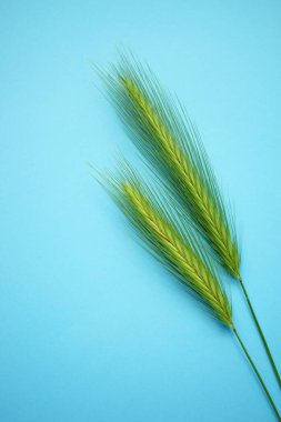 Canlı mavi masa üzerinde iki yeşil bitki içeren yaz bitkisel çiçek kompozisyonu. Sanat kartı.