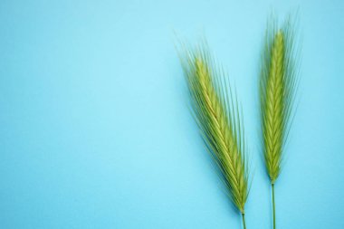 Canlı mavi masa üzerinde iki yeşil bitki içeren yaz bitkisel çiçek kompozisyonu. Sanat kartı. Üst Manzara. Boşluğu kopyala.