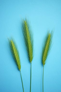 Canlı mavi masa üzerinde üç yeşil bitki içeren yaz bitkisel çiçek kompozisyonu. Sanat kartı.