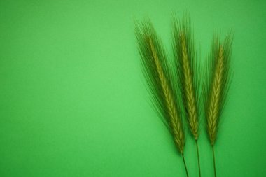 Canlı yeşil masa üzerinde üç yeşil bitki içeren yaz bitkisel çiçek kompozisyonu. Sanat kartı. Üst Manzara. Boşluğu kopyala.