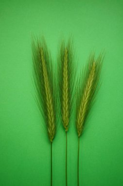 Canlı yeşil masada üç yeşil bitki var. Sanat kartı. Üst Manzara. Boşluğu kopyala.