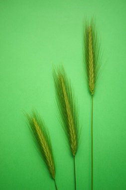 Canlı yeşil masada üç yeşil bitki..