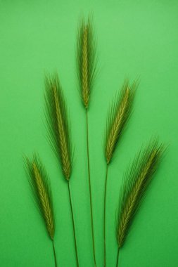 Canlı yeşil masa üzerinde beş yeşil bitki içeren yaz bitkisel çiçek kompozisyonu. Sanat kartı. Üst görünüm.