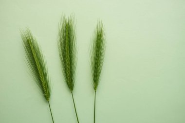 Soluk yeşil masada üç yeşil bitki içeren botanik çiçek kompozisyonu. Sanat kartı. Üst Manzara. Boşluğu kopyala.