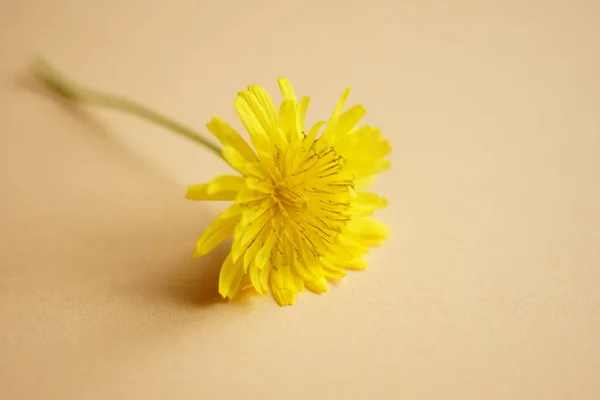 Gelbe Blume Auf Dem Orangefarbenen Tisch Kunstkarte — Stockfoto