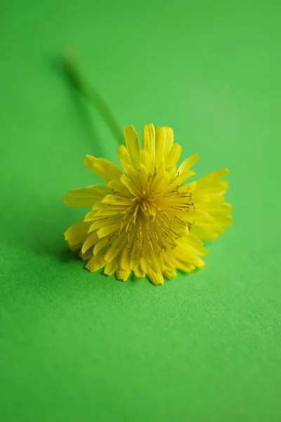 Szép Sárga Virág Zöld Asztalon — Stock Fotó