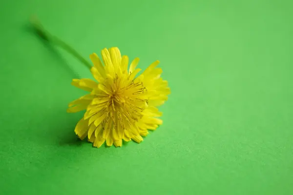 Schöne Gelbe Blume Auf Dem Grünen Tisch Kopierraum — Stockfoto
