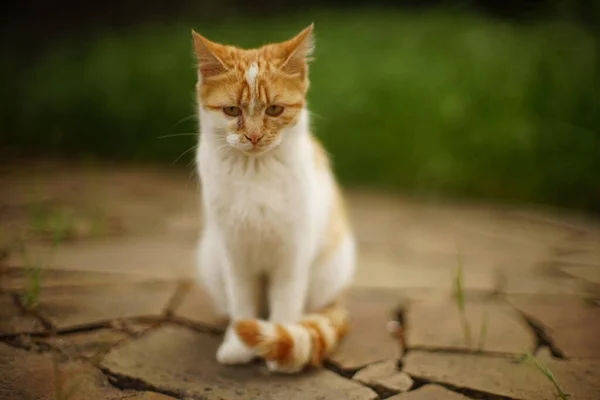 Ginger Branco Gato Resto Chão Pedra Selvagem Desfocado Fundo Grama — Fotografia de Stock