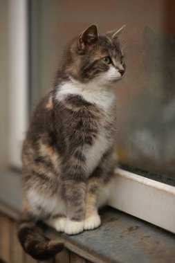 Kaplumbağa kedi sokakta pencere eşiğinde oturur..