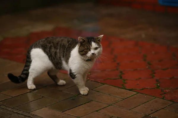Tabby cat in a collar walk on a wet tiled sidewalk