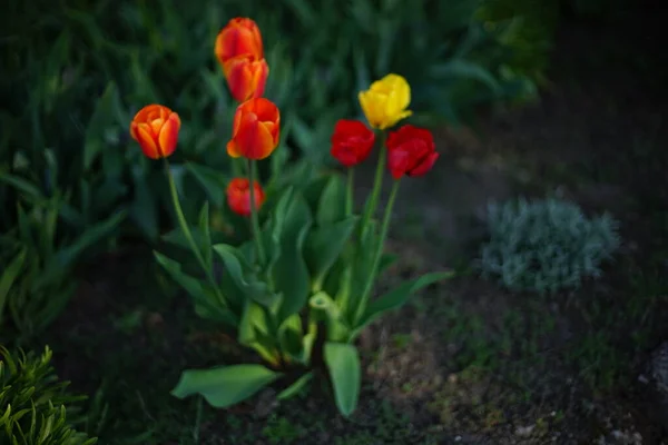 Incroyables Fleurs Tulipes Pousse Dans Jardin Printemps Carte Florale Art — Photo