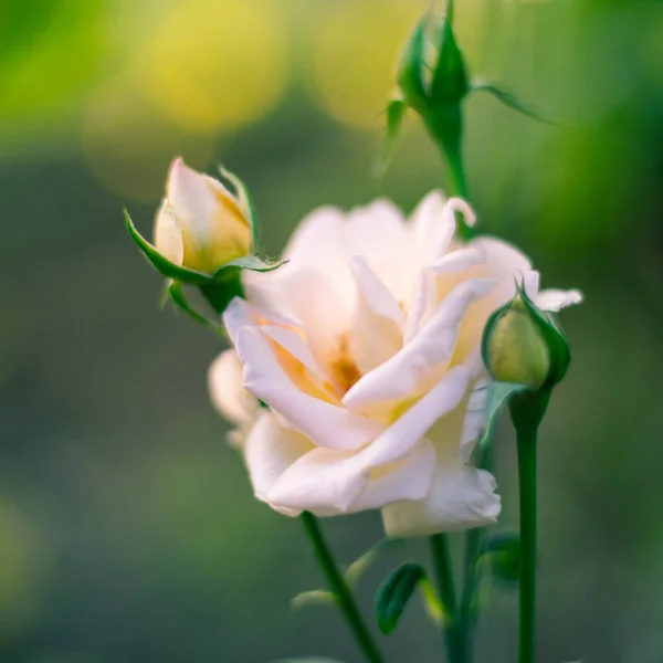 Cremosa Rosa Que Crece Jardín Unos Brotes Cerrados Una Flor — Foto de Stock