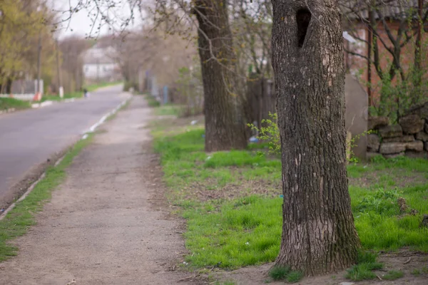 Paisaje Rural Primavera Asfalto Pavimento Camino Con Hierba Verde Árboles — Foto de Stock