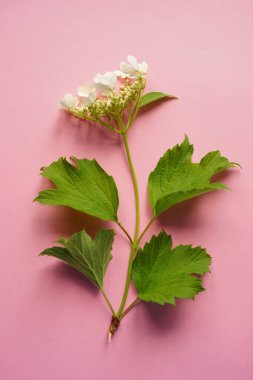 Beyaz çiçekler ve yeşil yapraklı pembe bir masanın üzerinde çiçek açan bir gül kalçası. Üst görünüm