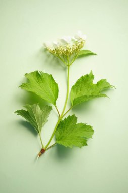 Beyaz çiçekler ve yeşil yapraklı soluk yeşil bir masanın üzerinde çiçek açan bir gül kalçası. Üst görünüm