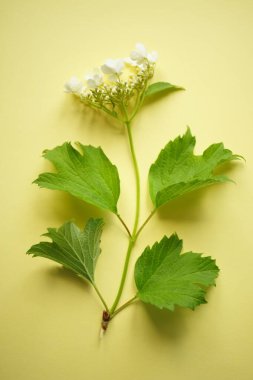 Beyaz çiçekler ve yeşil yapraklı sarı bir masanın üzerinde çiçek açan bir gül kalçası. Üst görünüm