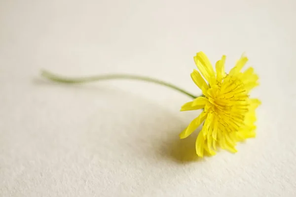 Κίτρινο Λουλούδι Στο Λευκό Τραπέζι Κάρτα Τέχνης — Φωτογραφία Αρχείου