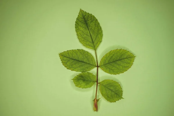 Yeşil Masadaki Yeşil Yapraklı Gül Dalı Sanat Kartı — Stok fotoğraf