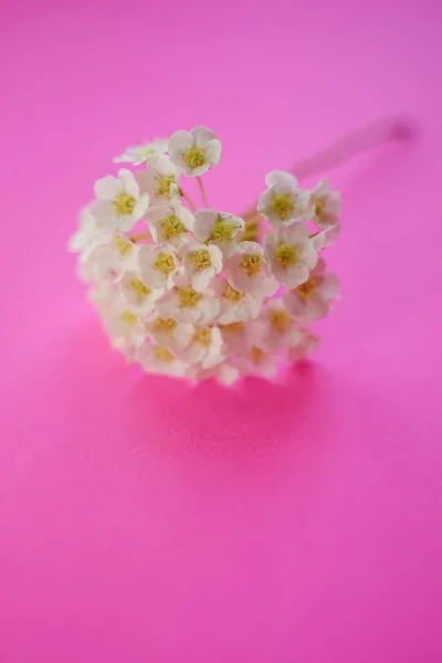 Zarte Weiße Blüten Verzweigen Sich Auf Einem Leuchtend Rosa Tisch — Stockfoto