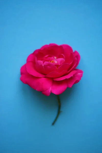 Rosa Rosa Fiore Sul Tavolo Blu — Foto Stock